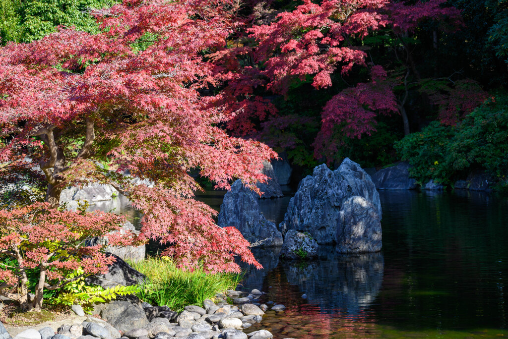 万博記念公園深山の泉紅葉1
