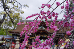 道明寺天満宮梅まつり3