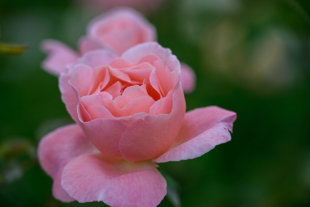 中之島公園の薔薇48