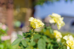 薔薇41