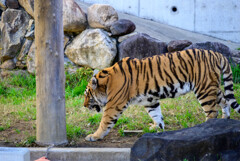 天王寺動物園 アムールトラ風君1