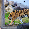 天王寺動物園 アムールトラ風君1