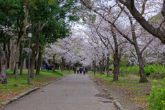 2020大阪城公園の桜15