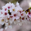 2022年サクラ2
