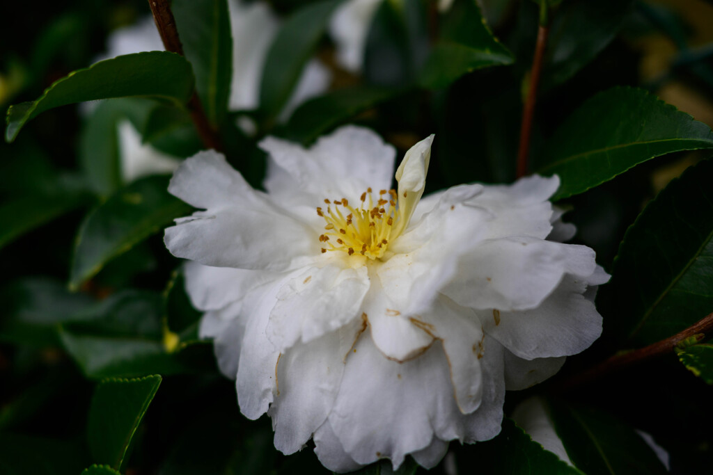 山茶花9