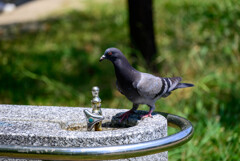鶴見緑地公園の鳩さん2