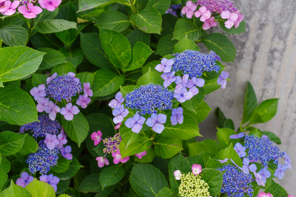 紫陽花22