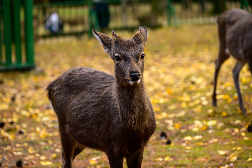 奈良公園の鹿1