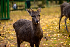 奈良公園の鹿1