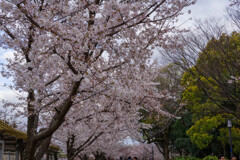 2020大阪城公園の桜4