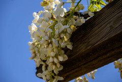 白い藤の花1