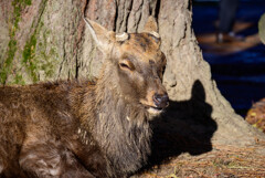 奈良公園の鹿23