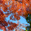 奈良公園の紅葉10