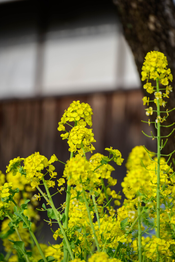 20221年菜の花8