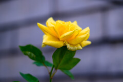 中之島公園の薔薇10マルコポーロ