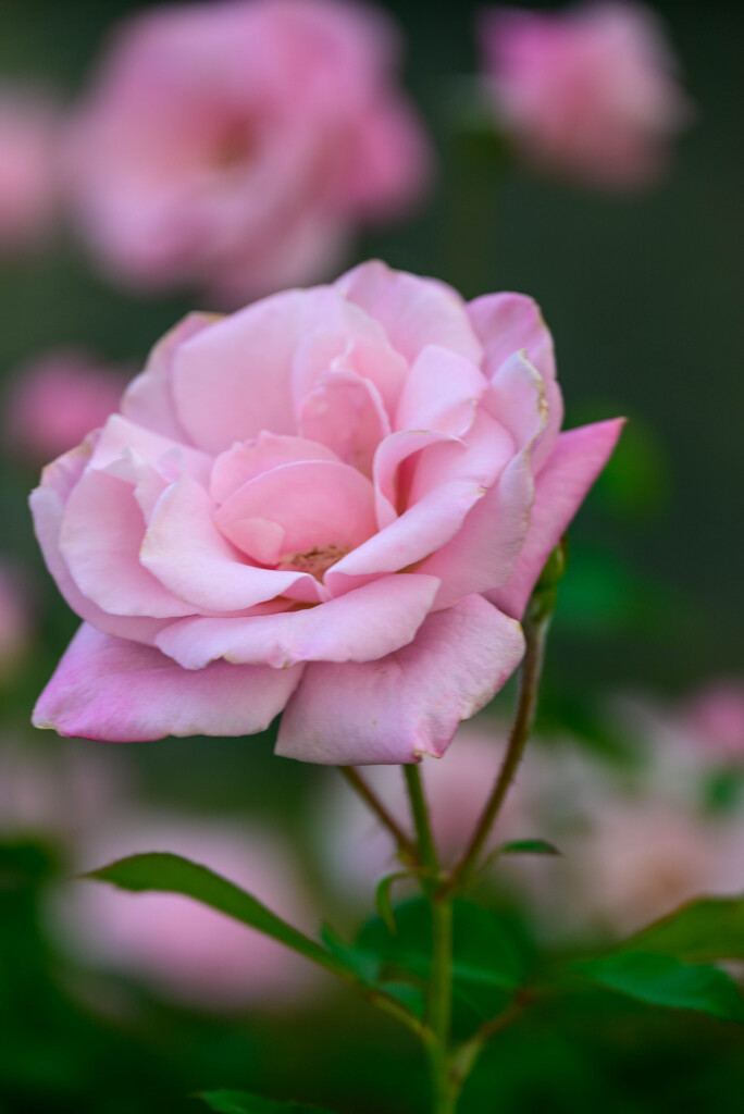 中之島公園の薔薇32桜貝