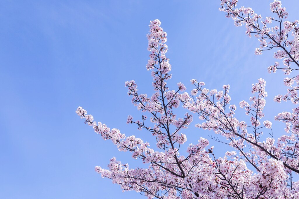 空に向く桜