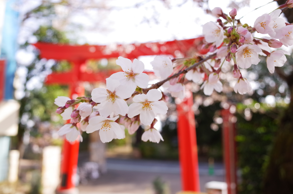 冠稲荷神社　桜