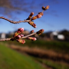 ソメイヨシノ　もう少し