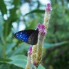 昆虫の森