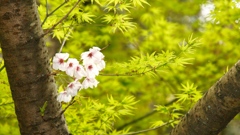 桜と楓
