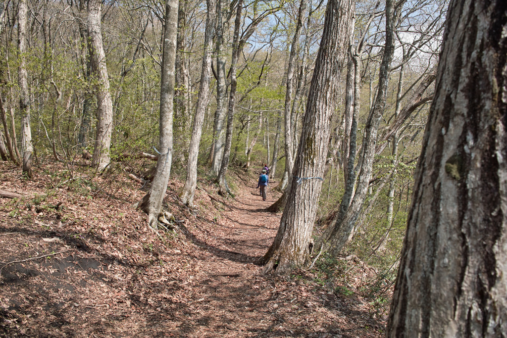 毛無山を歩く