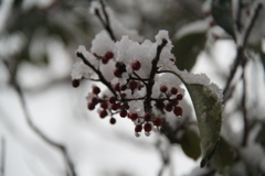 雪をかぶった赤い実