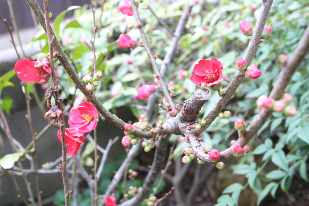 何かの花