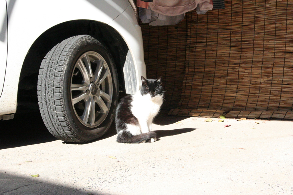日向ぼっこしている猫