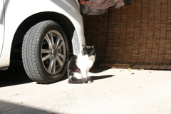 日向ぼっこしている猫
