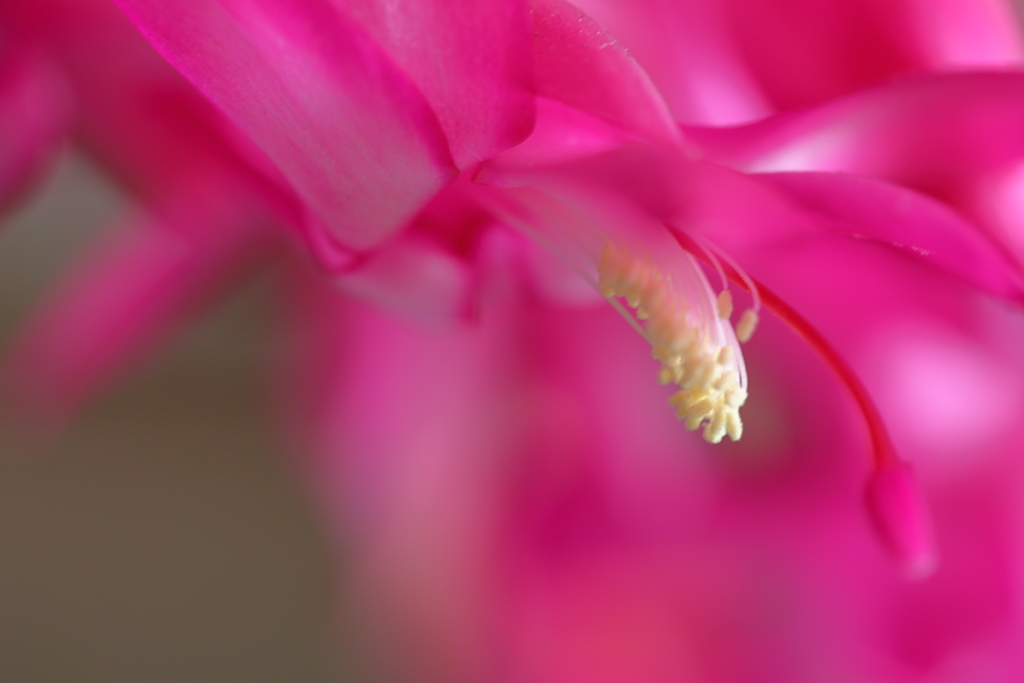 冬の華やかさ........シャコバ・サボテン