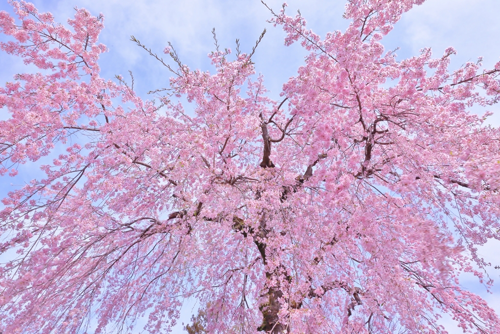 枝垂れ桜の広がり By Arimaavensis Id 写真共有サイト Photohito