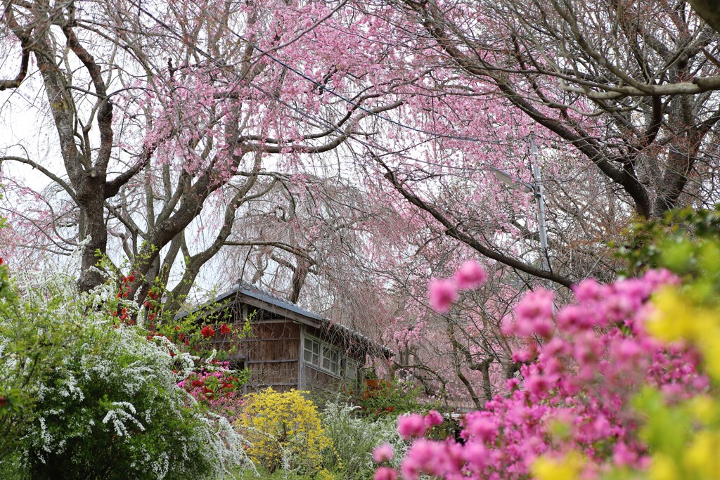 花園☆*: .｡. 