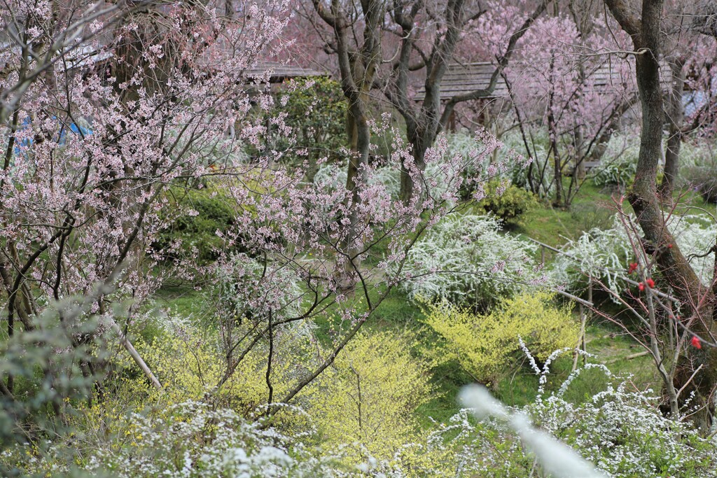 桜花*:.☆:*.°★* 。