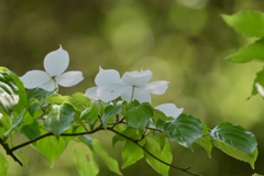 白い花