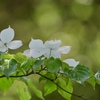 白い花
