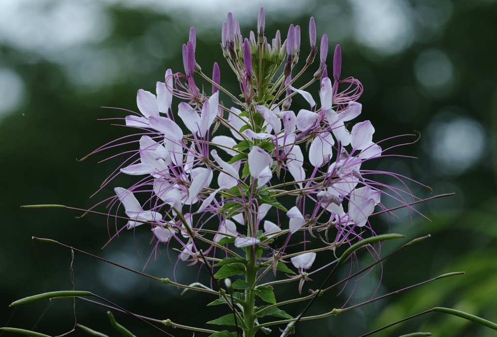 まだまだ咲きます