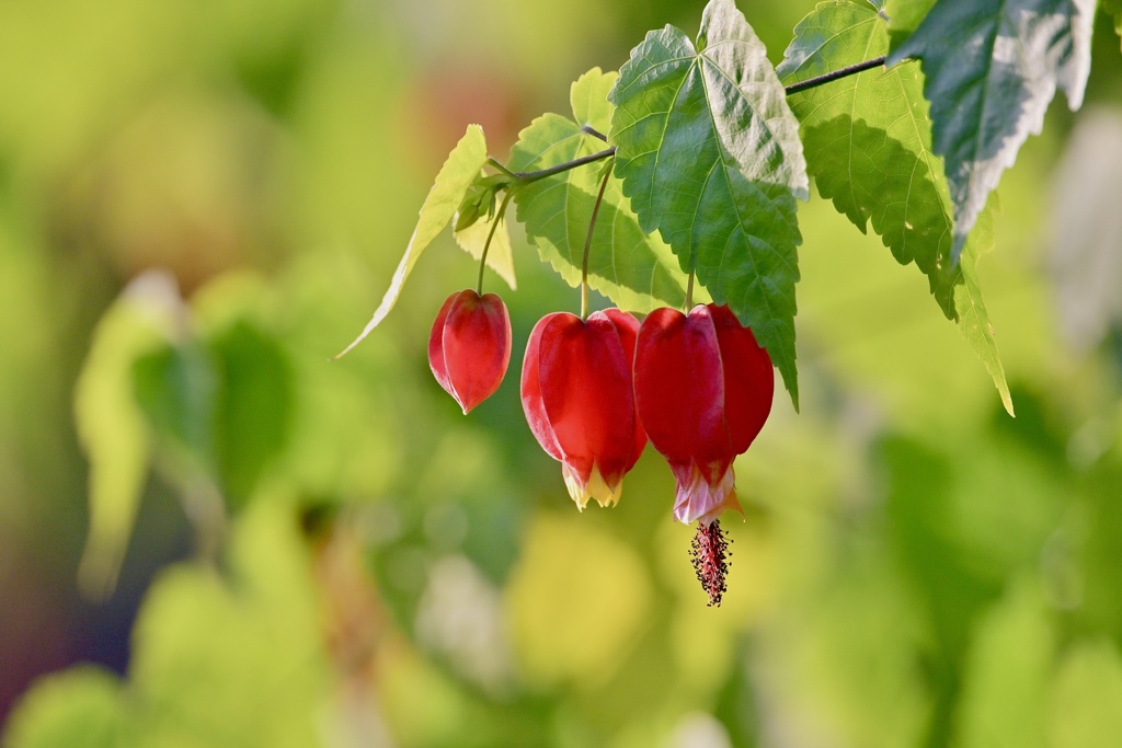 チロリアンランプ♪