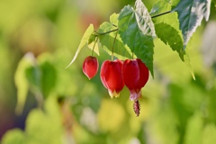 チロリアンランプ♪