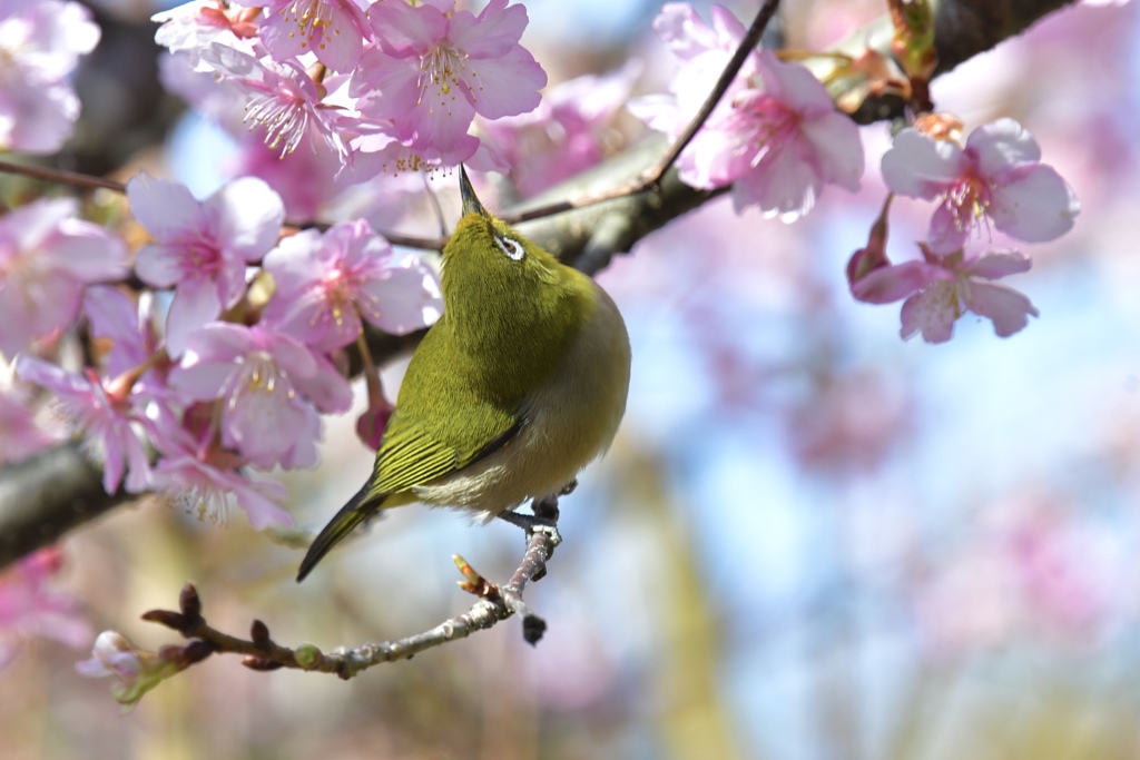 きれいだなぁ～