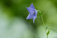 朝貌の花