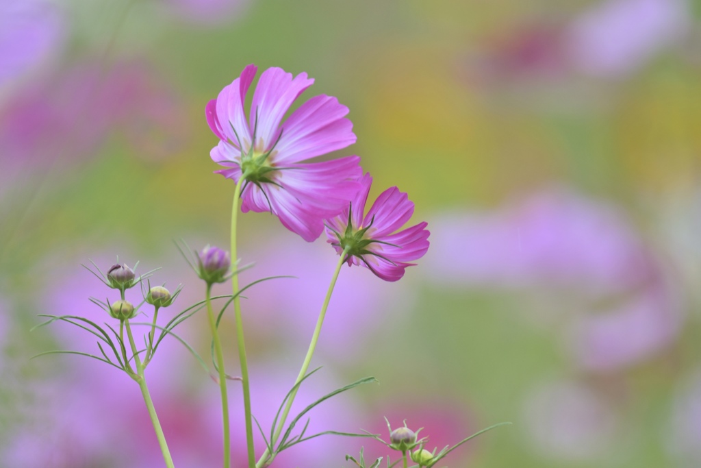 秋桜