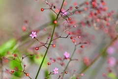 三時草
