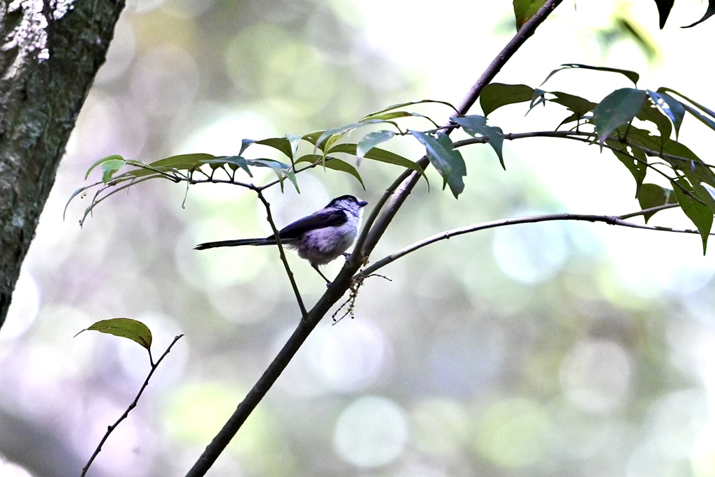 久しぶりエナガっち