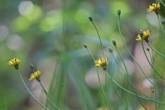野辺の花 Ⅱ