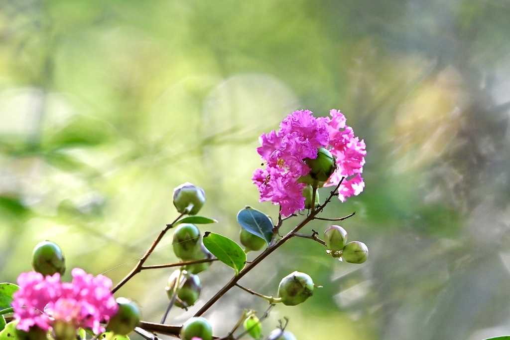 花と実