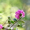 花と実
