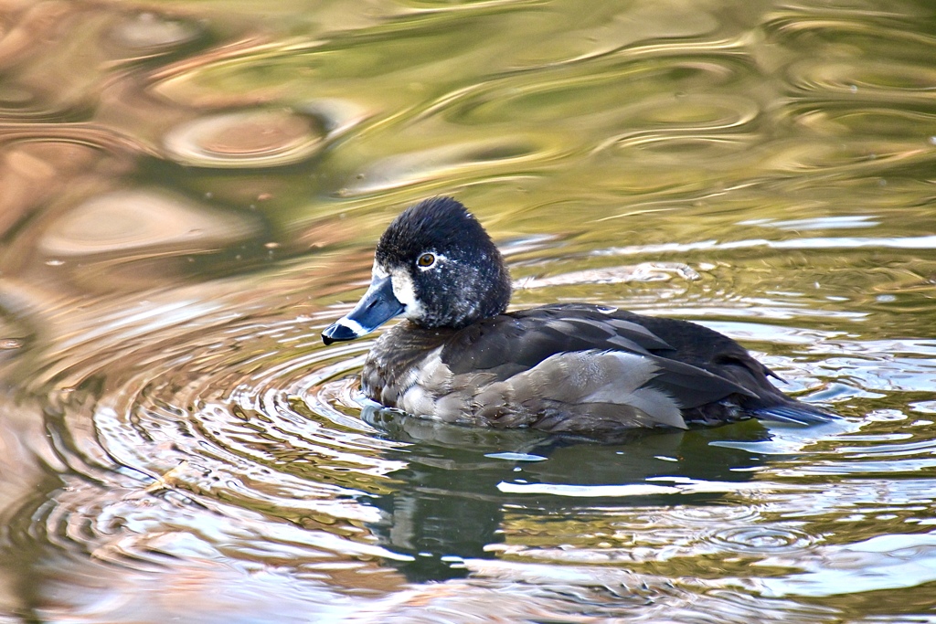 クビワキンクロ