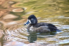 クビワキンクロ