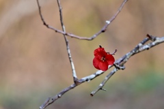 春に先駆けて